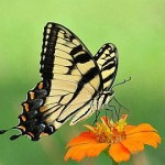 butterfly-macro-photography