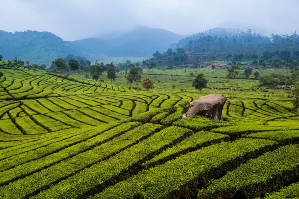 Pemandangan perkebunan teh  rancabali, ciwidey, tempat kita menginap
