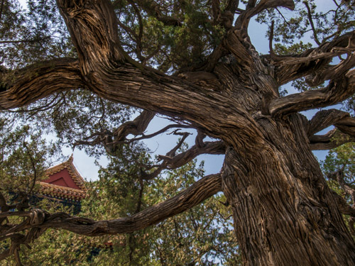 Pohon tua berumur 709 tahun di Confucius temple, Beijing. ISO 80, f/3.5, 1/850