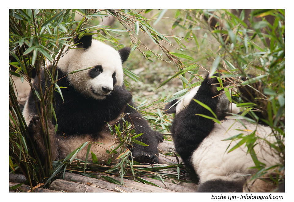 pusat-konservasi-panda