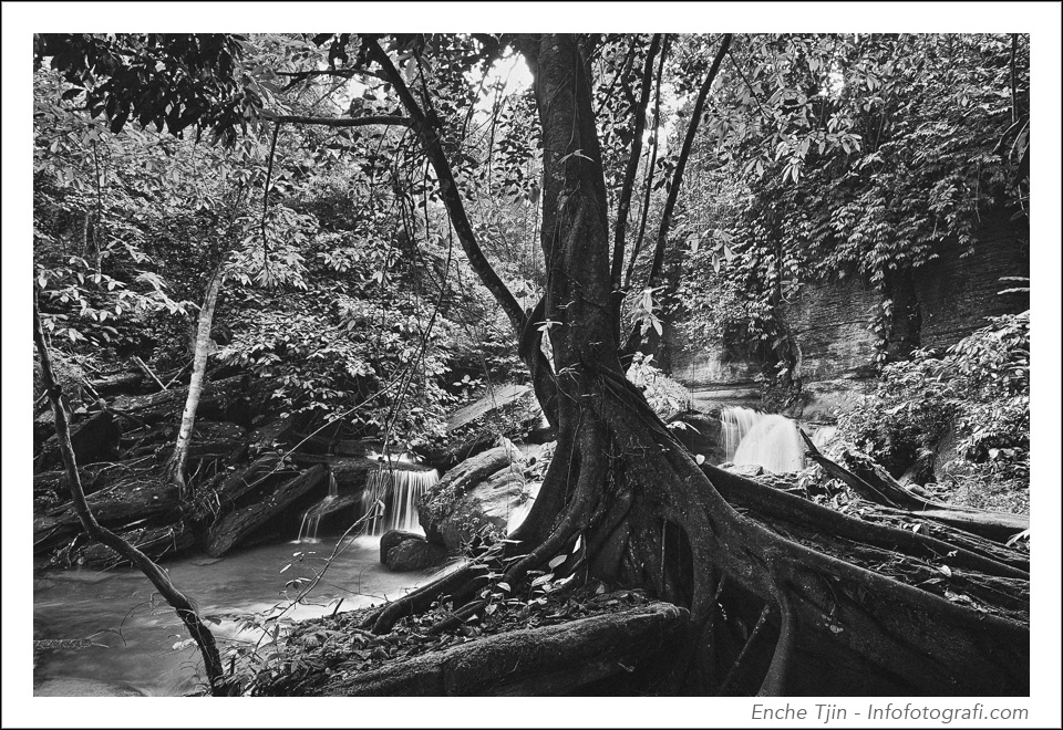 river-forest-bw